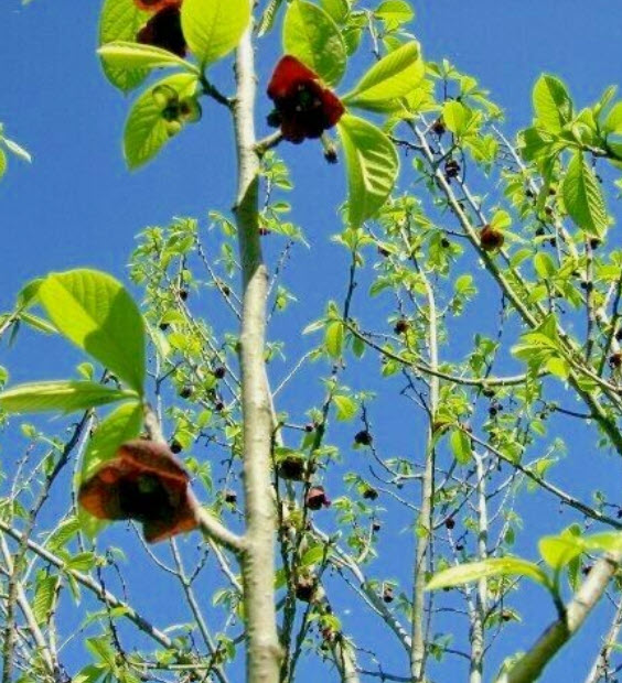 พอว์พอว์ (Paw Paw / Asimina tribola) / 5 เม็ด (P2S)