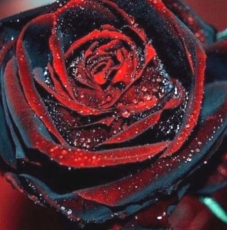 กุหลาบสีแดงเลือด (Blood Rose) / 20 เม็ด (China)