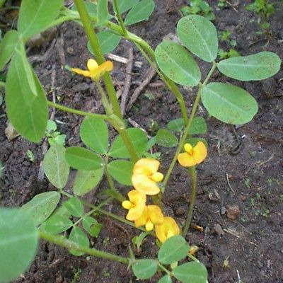 ถั่วลิสงเวอจิเนียจัมโบ้ (Virginia peanut) / 25 เม็ด