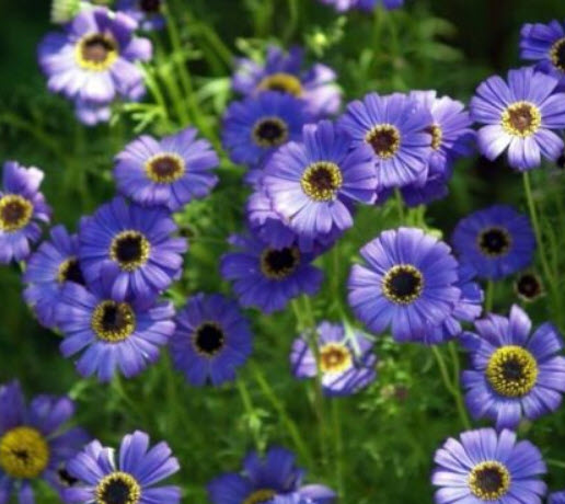 เดซี่ สวอน ริเวอร์ (Swan River Daisy) คละ / 5,000 เม็ด (UK)*