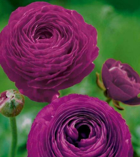 รานังคูลัส หรือบัทเตอร์คัพ (Ranunculus / Buttercup) สีม่วงเข้ม / 100 เม็ด