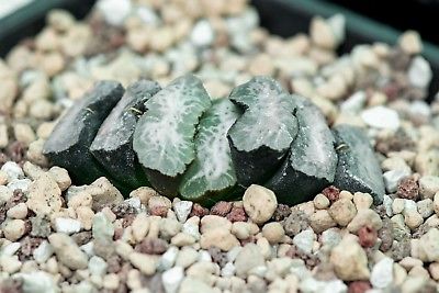 ฮาโวเทีย (Haworthia) คละ 13 แบบ / 200 เม็ด