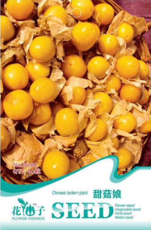 Chinese lanthern plant ซอง 40 เม็ด (B086)