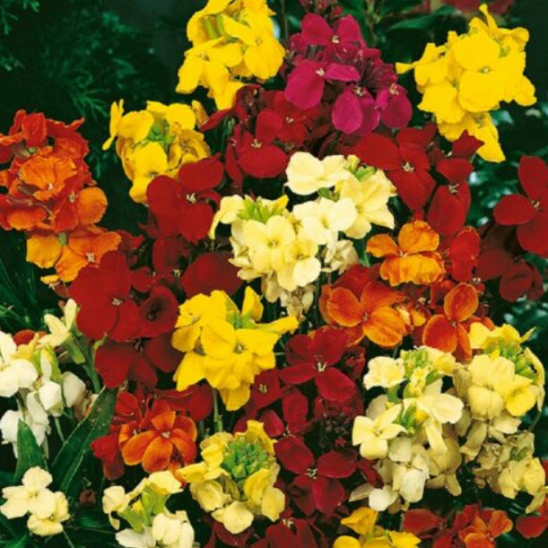 วอลฟลาวเวอร์ (Wallflower - Crown Single) คละ / 1,000 เม็ด (UK)