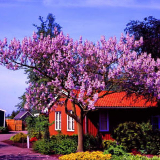 ศรีตรัง (Jacaranda) สีม่วง / 300 เม็ด (นอก)