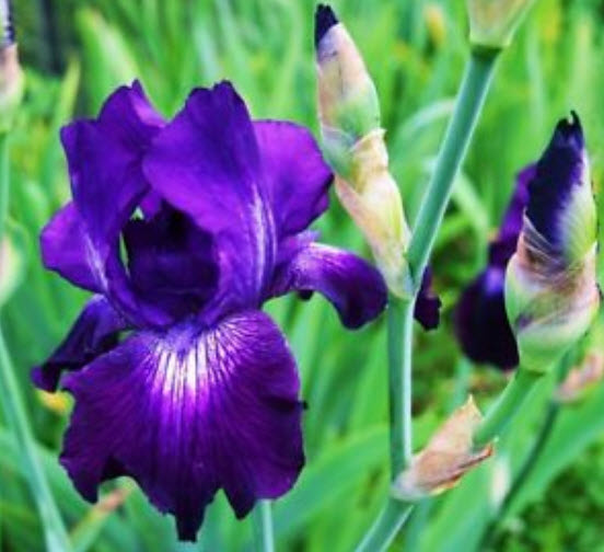 ไอริส (Iris) สีม่วง / 20 เม็ด