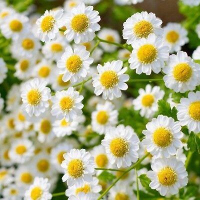 เยอรมัน คาโมมายล์ (German Chamomile) / 200 เม็ด (China)
