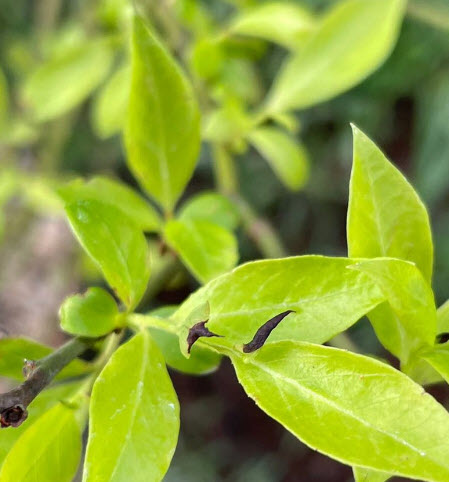 ต้นบลูเบอรี่ มิสตี้ Blueberry Misty อายุต้น 4 ปี+ สูง 60- 90 ซ.ม.