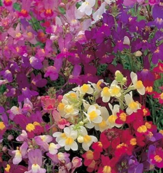 โทดแฟล็กซ์ (Moroccan Toadflax) คละ / 6,000 เม็ด (Ukraine)