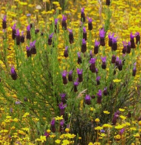 บัตเตอร์ฟลาย ลาเวนเดอร์ (Butterfly Lavender) / 50 เม็ด (Portugal)