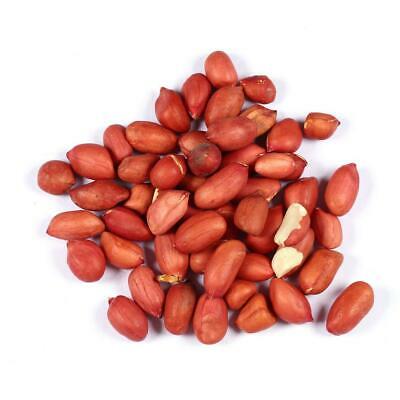 ถั่วลิสง (Groundnut Peanut) / 20 เม็ด (นอก)