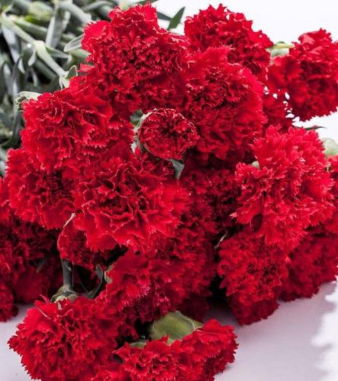 คาร์เนชั่น แดง (Red Carnation) / ซอง 30 เม็ด (A281)