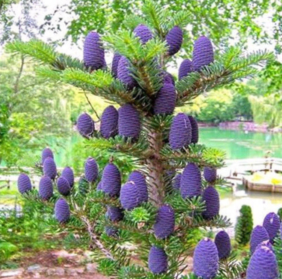 สนเกาหลี (Abies Koreana) สีม่วง / 30 เม็ด