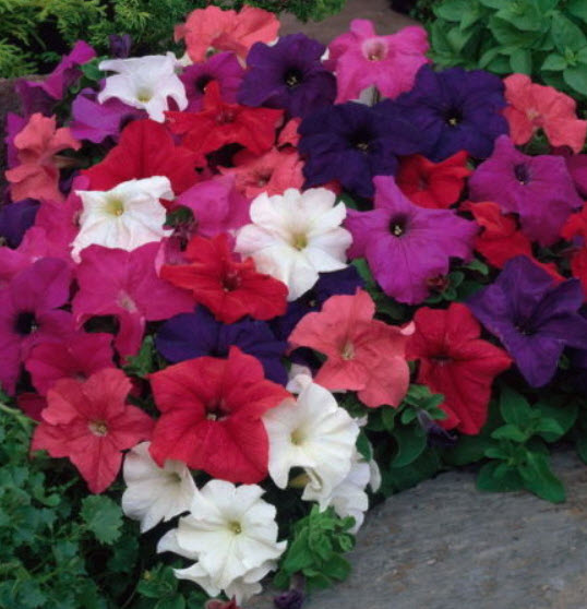 พิทูเนีย ดอกใหญ่ (Petunia F1) คละ / 300 เม็ด (Ukraine)