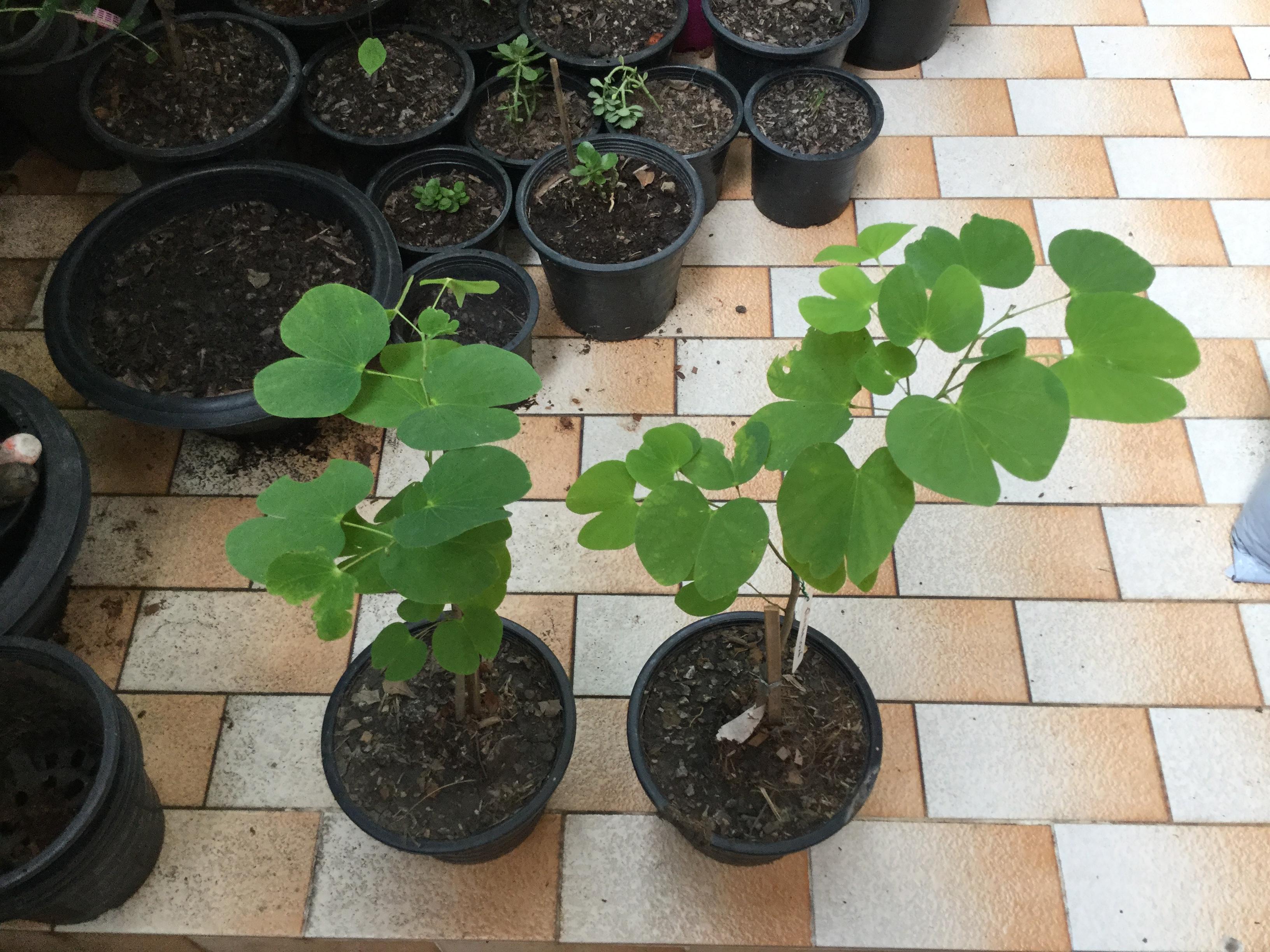 ต้นชงโคฮอลแลนด์ (M) สูง 30-50 ซ.ม. / ต้น