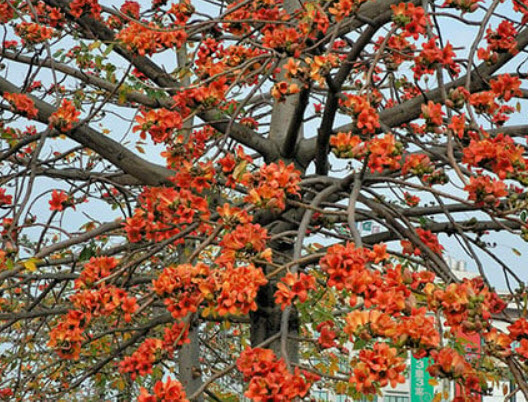 งิ้วแดง งิ้วป่า งิ้วปงแดง งิ้วหนาม / 10 เม็ด