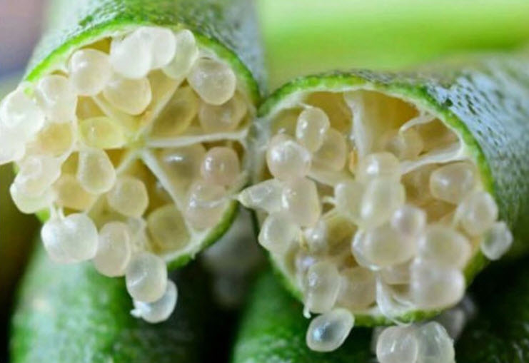 มะนาวนิ้ว (Finger lime) สีเขียว / 10 เม็ด