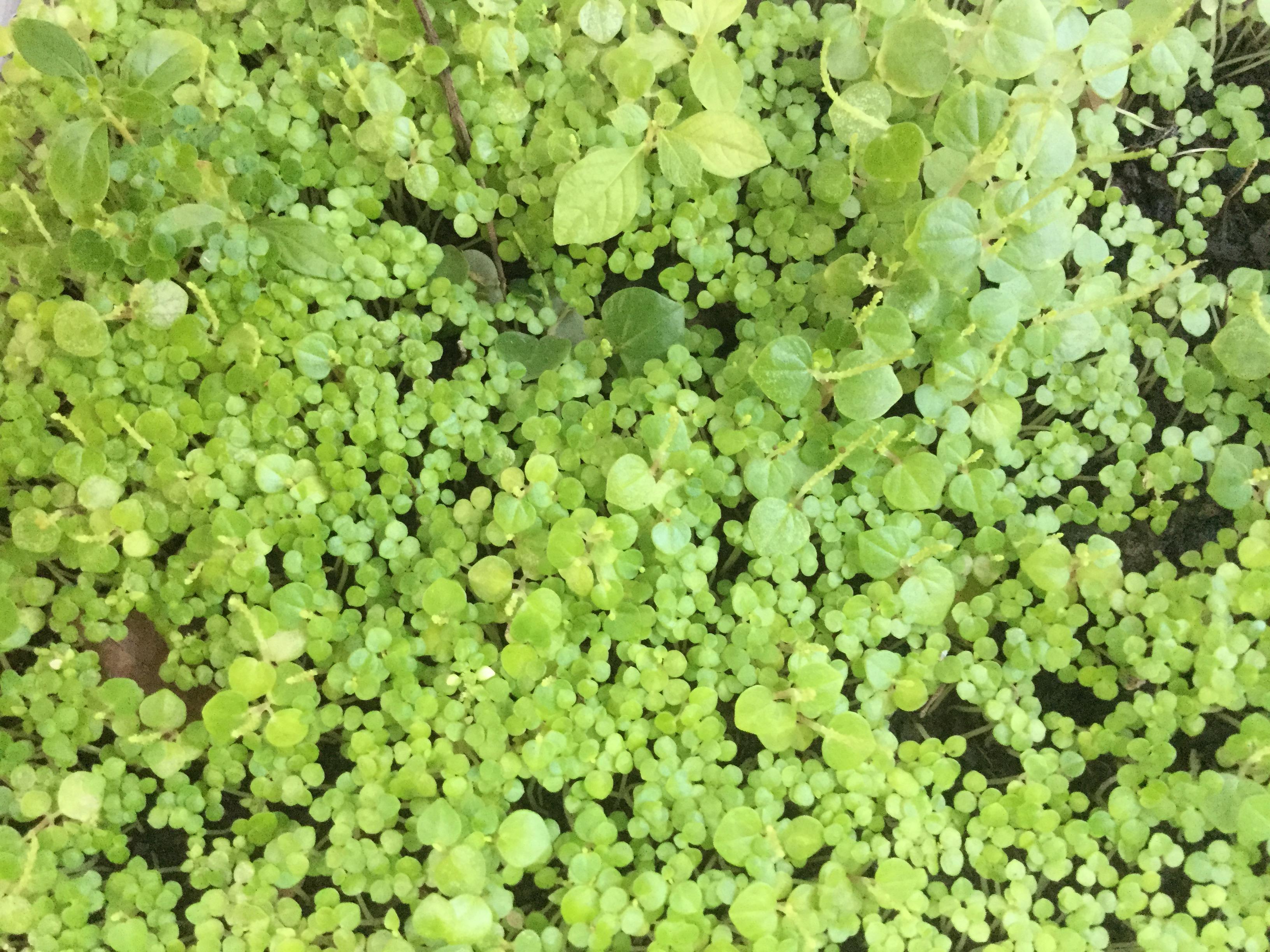 ต้นกล้าผักกระสัง ถาด(หรือกล่องโฟม) / ชิ้น