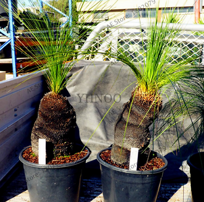 หญ้าออสเตรเลีย (Australian grass) / 100 เม็ด