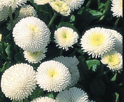 อิงลิช เดซี่ (Daisy English - Pomponette) สีขาว / 500 เม็ด (UK)