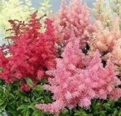 อัสดง (Astilbe - Showstar) คละ / 30 เม็ด (UK)