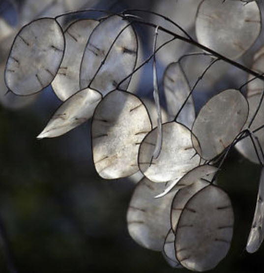 ซิลเวอร์ ดอลล่าร์ หรือลูนาเรีย (Silver Dollar plant / Lunaria) / 50 เม็ด (UK)