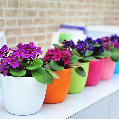 มินิ แอฟริกัน ไวโอเล็ต (Mini African Violet) คละสี / 50 เม็ด (นอก)