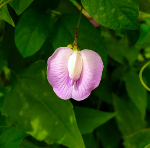 อัญชัน สีชมพู Clitoria ternatea Single Pink / 10 เม็ด (Sri Lanka)