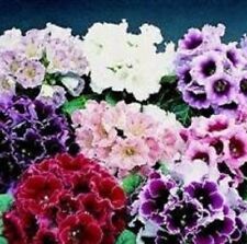 กล็อกซีเนีย (Gloxinia - Empress) คละ / 25 เม็ด (UK)