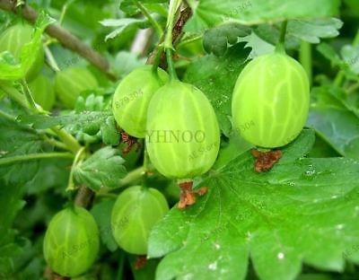 เคอแร้นท์ คละ (mixed currants) / 50 เม็ด