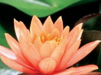 บัวฝรั่ง สีส้ม "โคโลราโด้" / 200 เม็ด