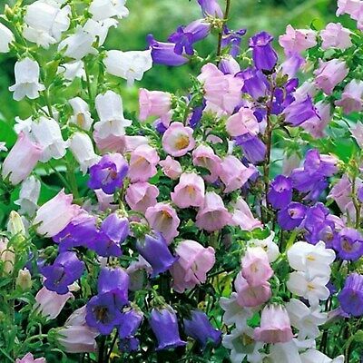 ดอกระฆัง หรือแคมพานูล่า (Campanula) คละสี / 2,500 เม็ด (Ukraine)
