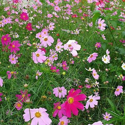 ดอกไม้ป่า (wildflowers) คละ / 100 เม็ด (นอก)