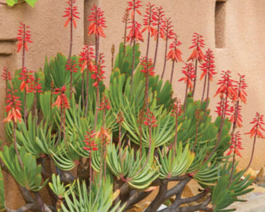 ว่านหางจระเข้ Fan Aloe / 5 เม็ด (Portugal)