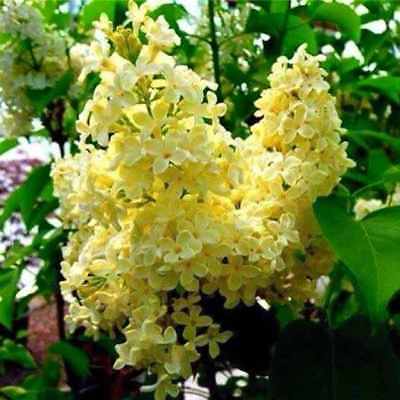 ไลแลค ญี่ปุ่น (Japanese Lilac) สีเหลือง / 50 เม็ด (นอก)