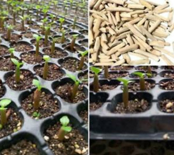 ชวนชม (Adenium) เขียวมะนาว / 2 เม็ด (นอก)