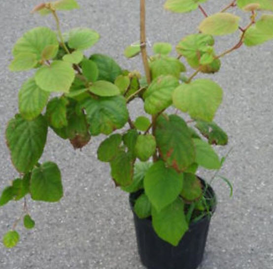 กีวี (Kiwi) / 100 เม็ด (นอก)