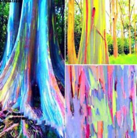 ยูคาลิปตัสแฟนซีฮาวาย (Hawaii Rainbow Eucalyptus) / 100 เม็ด