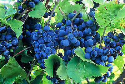 องุ่น บลู โกลบ (Blue Globe Grape) / 5 เม็ด (Czech Republic)