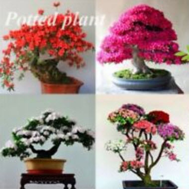 กุหลาบพันปีบอนไซ (Azalea) คละ / 50 เม็ด (นอก)