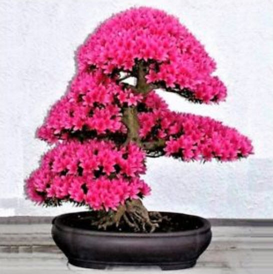 ซากูระญี่ปุ่น บอนไซ (Cherry blossom bonsai) สีชมพูเข้ม / 10 เม็ด