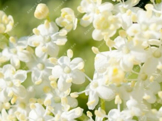 อัลเดอร์เบอรี (Elderberry) / 10 เม็ด (นอก)