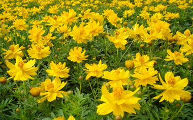 ดาวกระจาย (Cosmos) สีเหลือง / 200 เม็ด