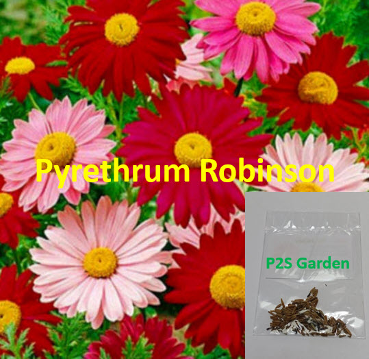 ไพรีทรัม โรบินสัน / เพ้นท์เดซี่ / ไพรีธัม (Painted Daisy / Pyrethrum Robinson) คละ / 140 เม็ด (UK)