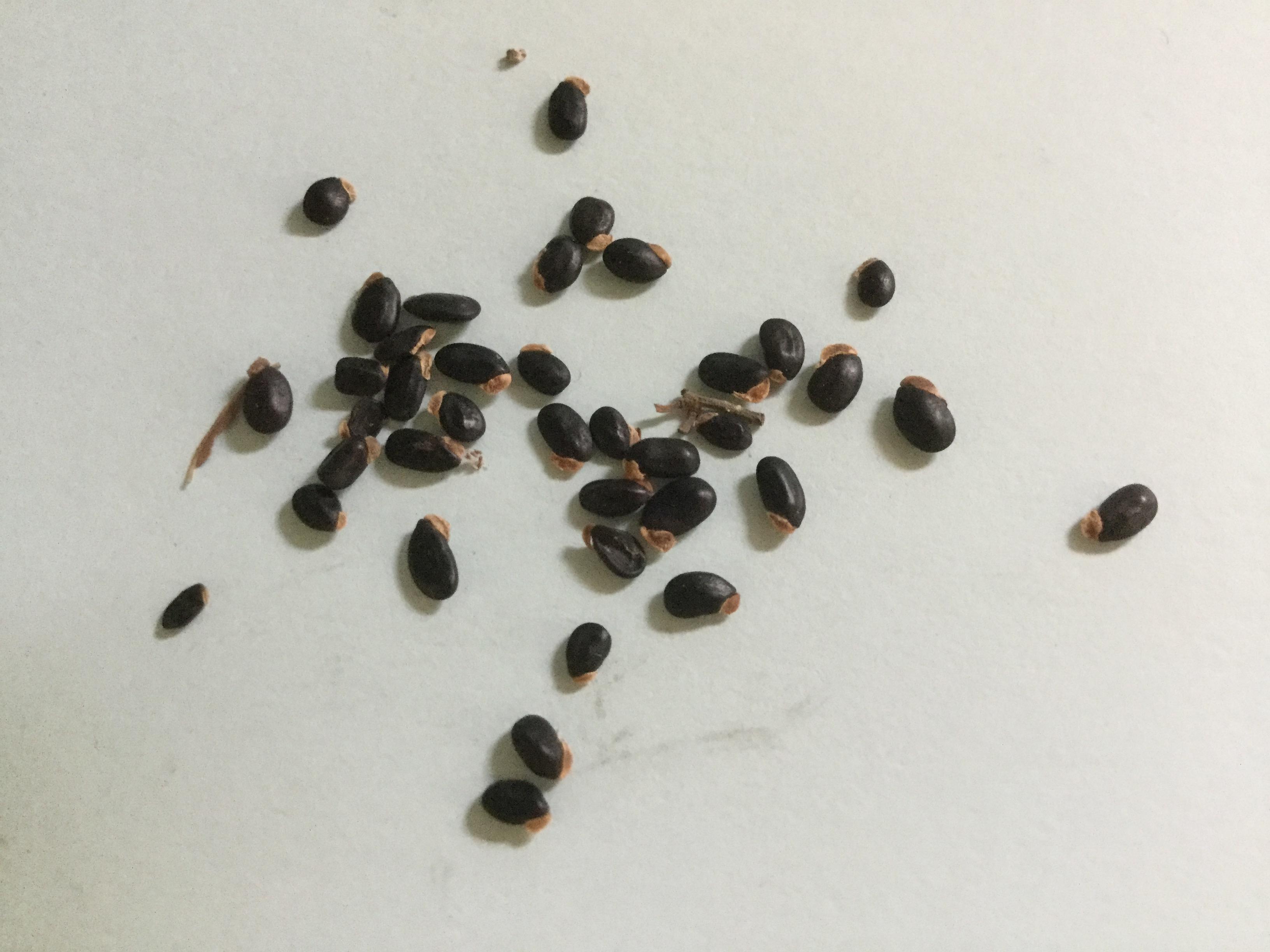 ทิ้งถ่อนต้น (Persian Silk Tree) / 20 เม็ด