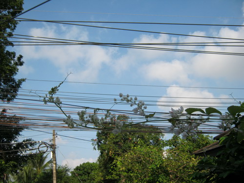 พวงชมพู สีขาว / 10 เม็ด (ไทย)