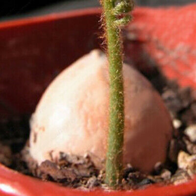 ปรงญี่ปุ่น (Cycas Revoluta) / 1 เม็ด (China)