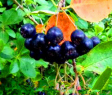 อโรเนีย หรือโช้คเบอรี่ (Aronia Melanocarpa / Chokeberry) / 100 เม็ด (China)