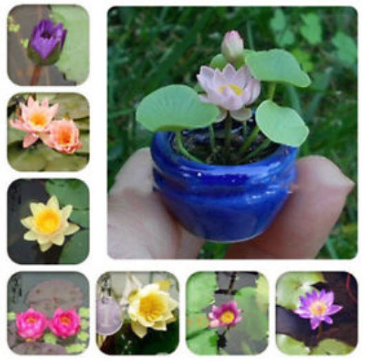 บัวจิ๋ว (mini lotus) คละสี-แบบ / 10 เม็ด (นอก)