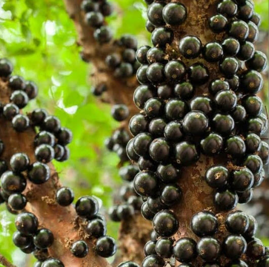 ต้นองุ่นบราซิล ฌาบูติกาบา jabuticaba องุ่นต้น สูง 40-60 ซ.ม.